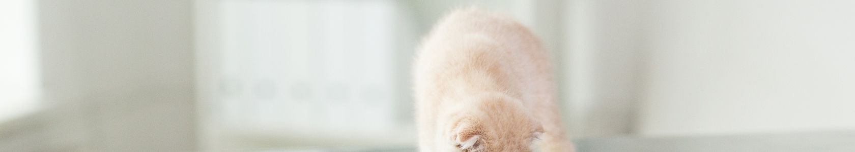 Kitten on examination table