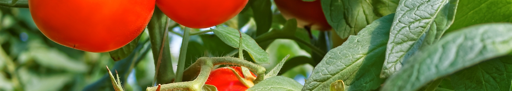 Tomato plant