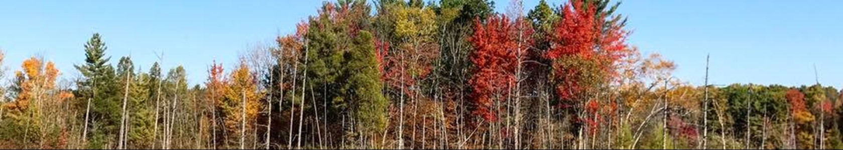 MCC Nature Trails laake view in fall 2018