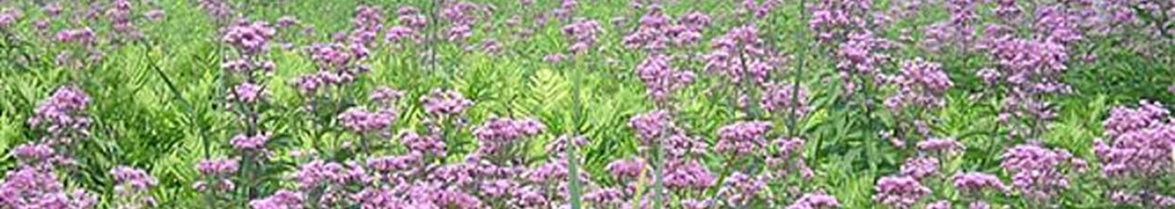 Field with purple flowers