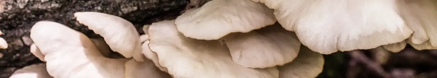 Mushrooms growing off a tree